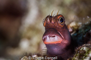 "Open Wide"
A Red Lip Blenny standing his ground on the ... by Chase Darnell 